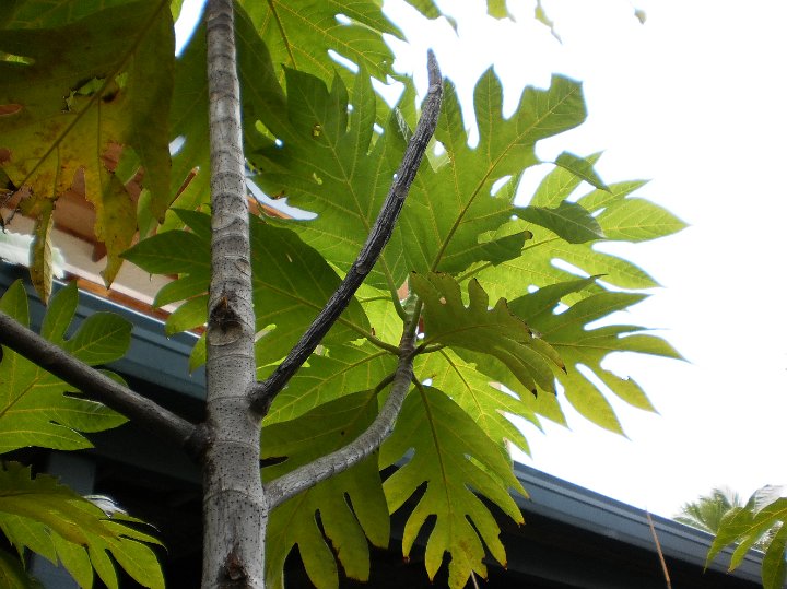 Breadfruit tree.JPG - Breadfruit tree